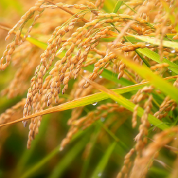 稲穂の写真